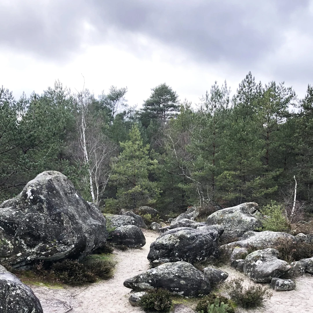 Rochers de grès, pins et bouleaux en forêt de Fontainebleau